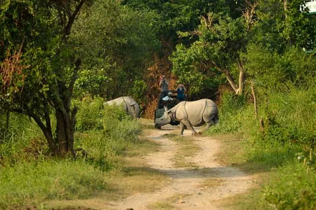 Kaziranga National Park - Wildlife Tour Package